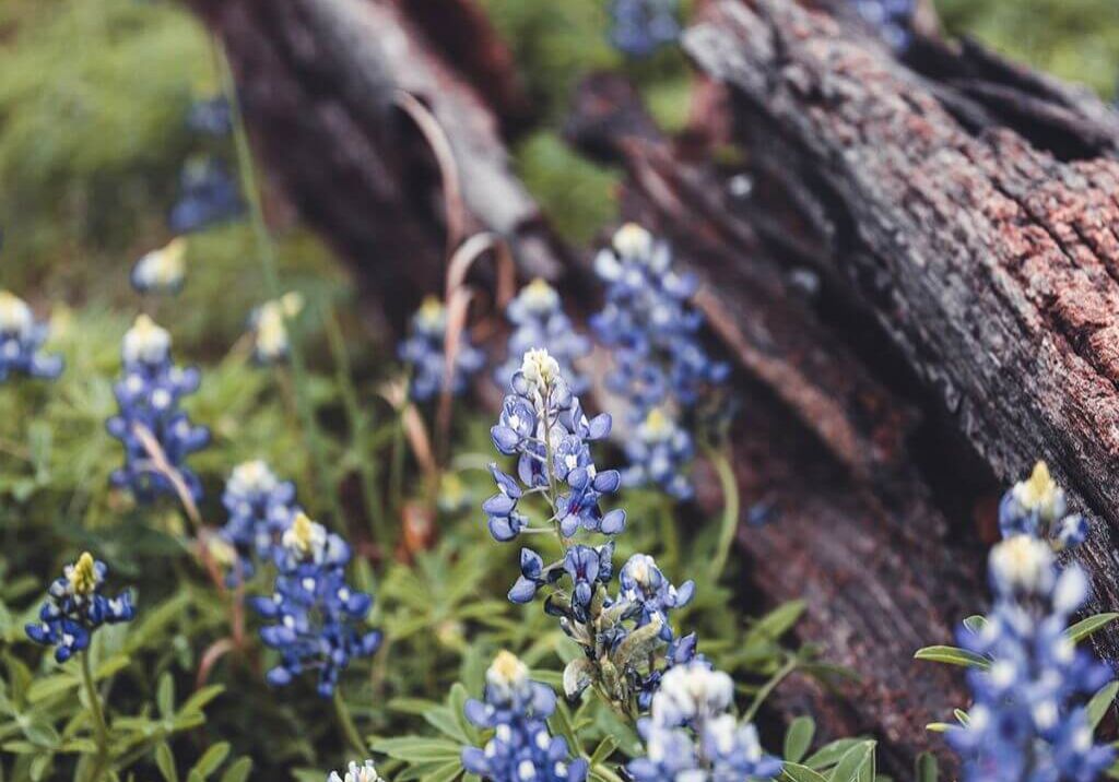 bluebonnets