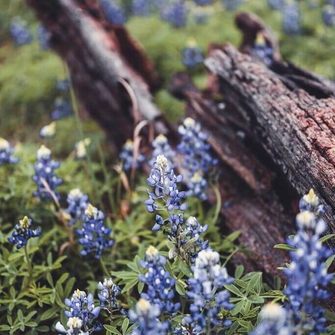 bluebonnets